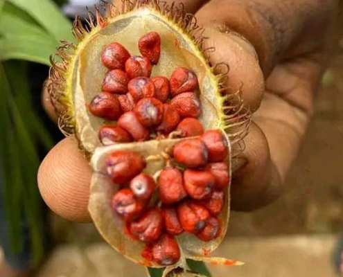 Jozani Forest + Spice Farm & Prison Island (6)