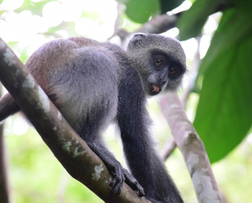 Jozani Forest + Spice Farm & Stone Town (1)