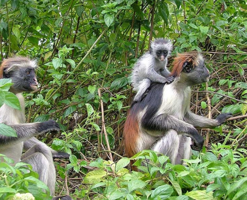 Jozani Forest + Spice Farm & Stone Town (2)