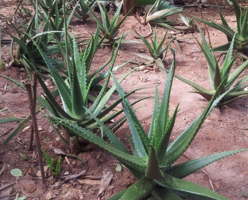 Jozani Forest + Spice Farm & Stone Town (3)