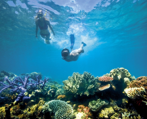 Mnemba Snorkeling (5)