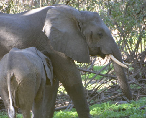 One-day safari in SELOUS PARK, departure from Zanzibar (10)