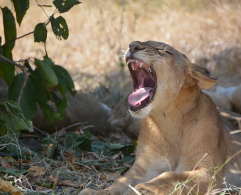 One-day safari in SELOUS PARK, departure from Zanzibar (2)