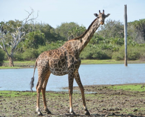 One-day safari in SELOUS PARK, departure from Zanzibar (3)