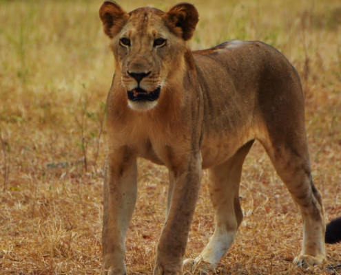 One-day safari in SELOUS PARK, departure from Zanzibar (5)
