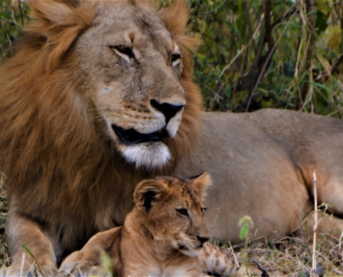 One-day safari in SELOUS PARK, departure from Zanzibar (6)