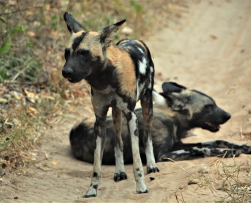 One-day safari in SELOUS PARK, departure from Zanzibar (7)