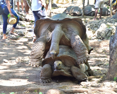 Prison Island & Nakupenda Sandbank (3)
