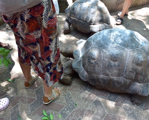 Prison Island Tour (1)