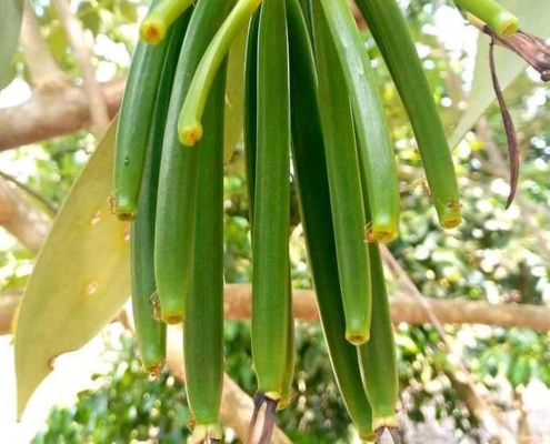 Spice Farm + Prison Island & Stone Town (3)