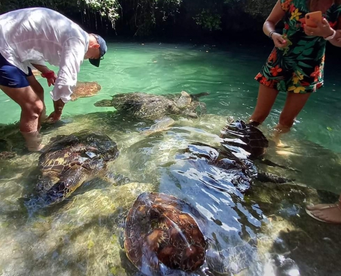 Swimming With Turtles & Sunset Dhow Cruise (5)